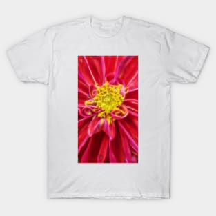 closeup macro photography of bright red dahlia bloom with pollen filled yellow center T-Shirt